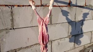 Выход мяса кролика породы Нзб.