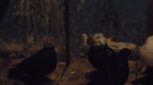 голуби краснодарского края