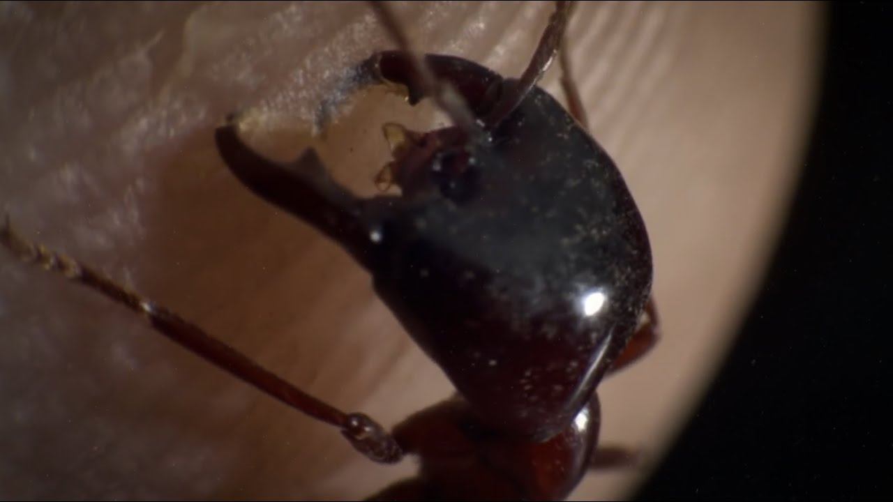 КОЧЕВЫЕ МУРАВЬИ - многомиллионная армия кровожадных солдат, против которой не устоит никто! смотреть онлайн