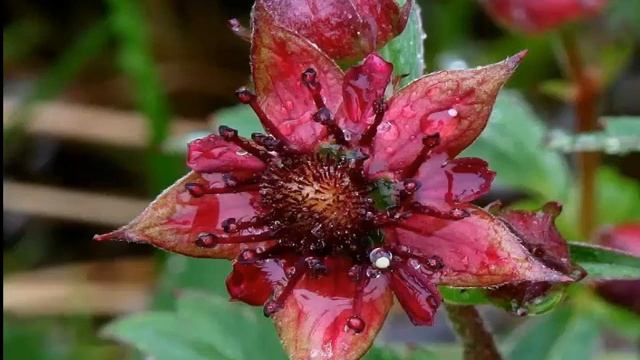 Сабельник лечим суставы смотреть онлайн