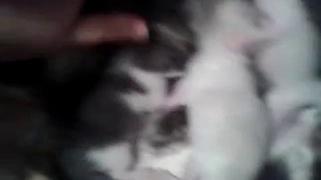 Лизка кормит своих деток смотреть онлайн