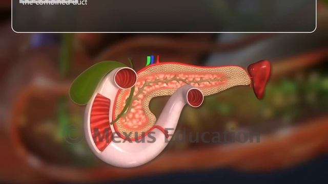 Digestive System - Part 2 смотреть онлайн