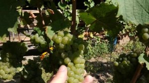 Рислинг Рейнский, среднепоздний беловинный сорт винограда