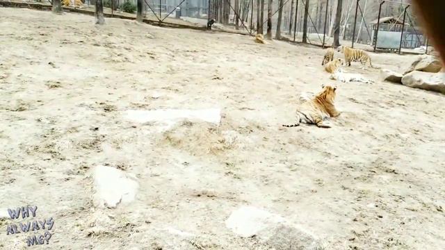 first vlog in china... | parful islam vlog 1| journey by bullet train | смотреть онлайн