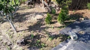 Бордюр из разных остатков шифера