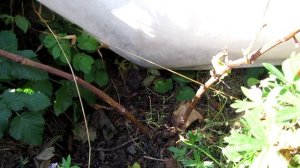 ??Добился вызревания лозы у проблемного сорта винограда / Виноград который не вызревал