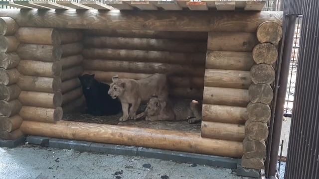 Встреча чёрного ягуара Багиры с тигрятами и львятами в Подмосковном Сафари-парке смотреть онлайн