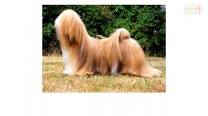 Учим породы собак (часть 9) \ карточки домана\ Learning dog Breeds (Part 9)\ Doman cards