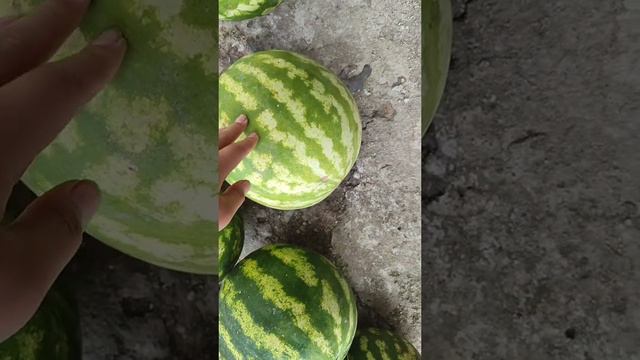 Арбуз Арбуз смотреть онлайн