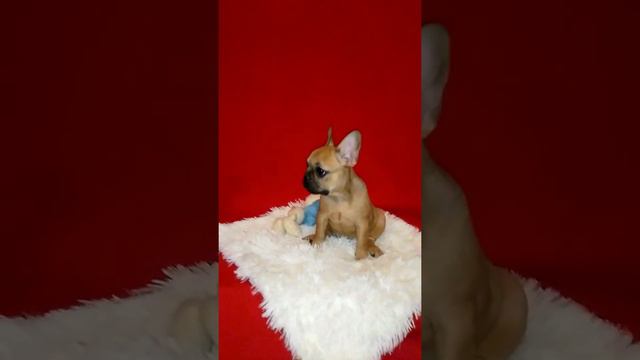 Французский бульдог, щенок. смотреть онлайн