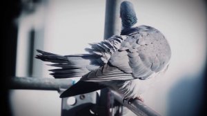 Есть ли польза от городских голубей?