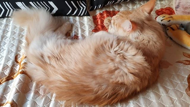 Беляш и Лео разыгрались 🐁👈 смотреть онлайн