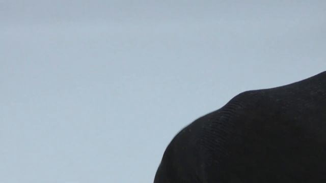 монета рубль 1924/ три кладовых рубля