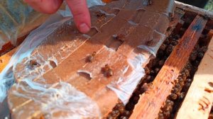 Белковая подкормка для пчел