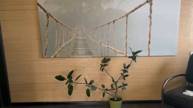 ЧТО СЛУЧИЛОСЬ после пересадки. Большой спатифиллум СПУСТЯ ГОД после пересадки. В гостях у подруги. смотреть онлайн