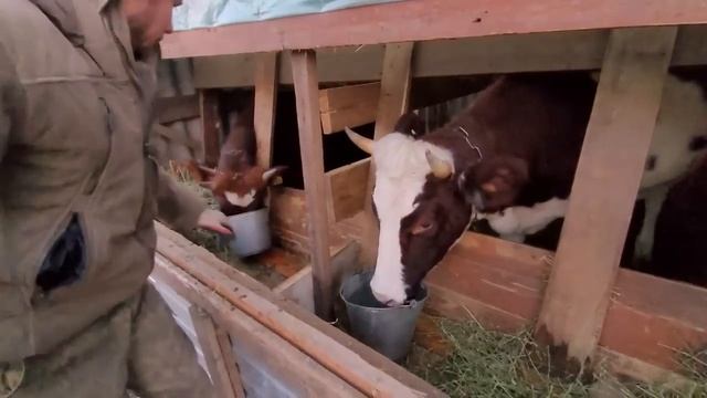 Создаём уют в доме \ Сеем морковь свеклу в зиму \ Вкусные котлеты от мамы смотреть онлайн