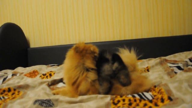 Померанские шпицы, мама и сынуля смотреть онлайн