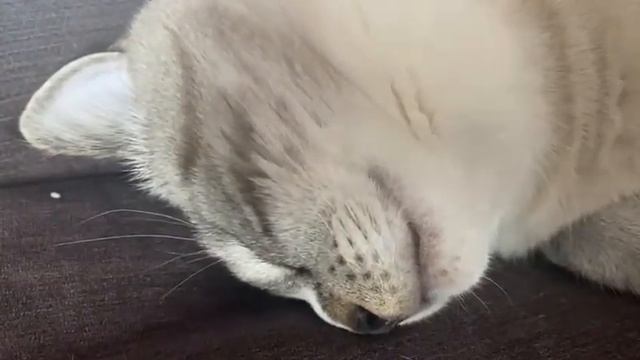 Храп кота! / Cat snoring! смотреть онлайн