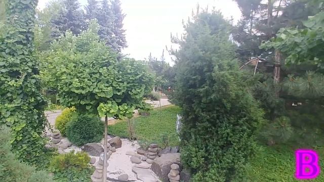 Реликтовое дерево гинкго | Relic Tree Ginkgo