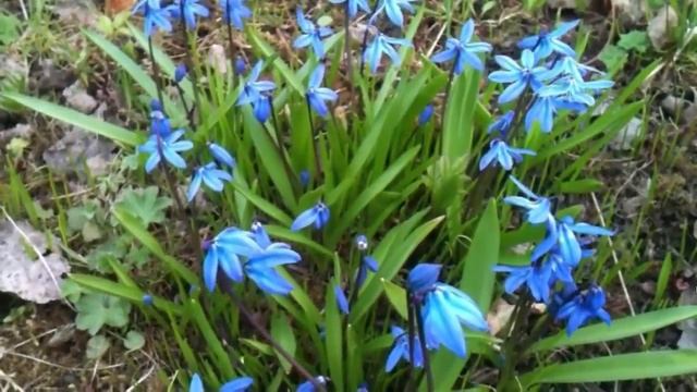 День первого цветка Апрель Пролеска Сибирская смотреть онлайн