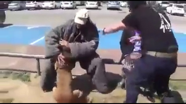 Мгновенная реакция собаки-телохранителя смотреть онлайн