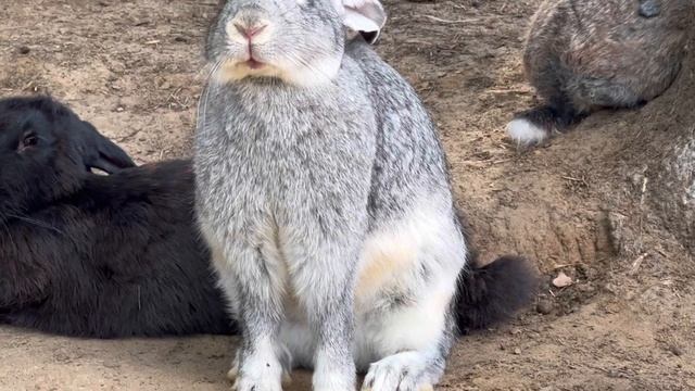 Впервые вижу как чихает кролик. #Shorts смотреть онлайн