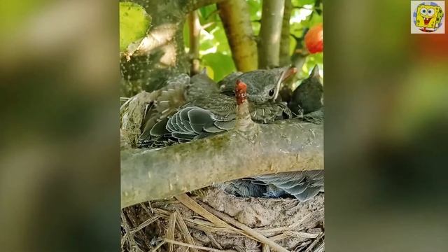 Как накормить брошенных птенцов дрозда смотреть онлайн