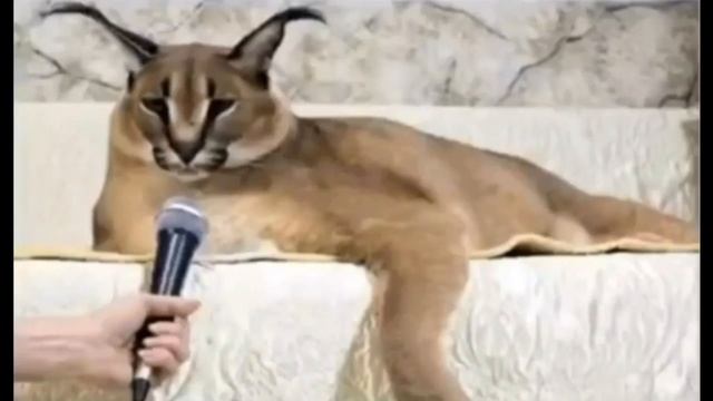 большой шлепа рассказал анекдот про бельчонка смотреть онлайн