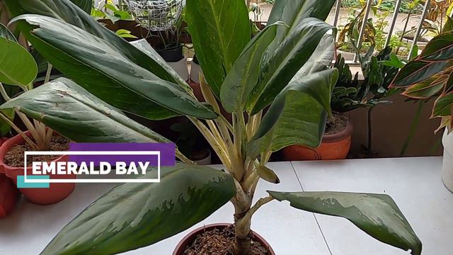 MY COLLECTION OF 20 VARIETIES AGLAONEMA (CHINESE EVERGREEN) смотреть онлайн