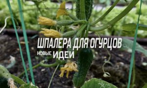 ШПАЛЕРА для ОГУРЦОВ / САМЫЙ УДОБНЫЙ метод!