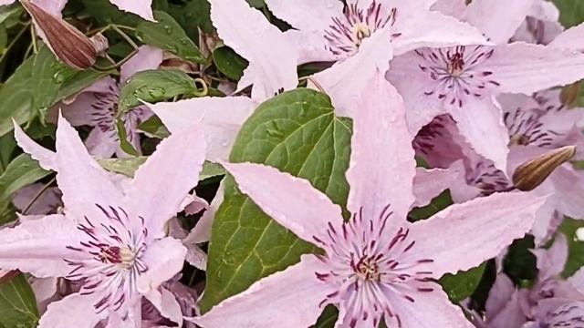 Клематис Хегли Хайбрид . Clematis Hagley Hybrid . смотреть онлайн