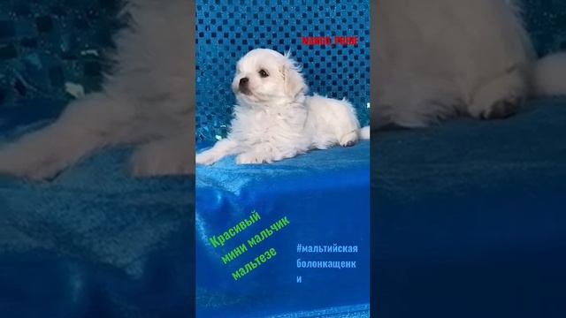 мальтийская болонка МИНИ щенки РКФ. Мальтезе МИКРО, МИНИ #мальтийскаяболонкащенки#мальтеземини смотреть онлайн