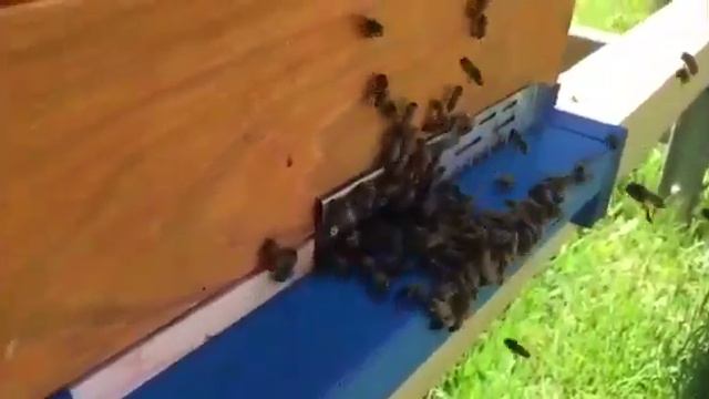 Удалось Спасти Медоносы от морозов смотреть онлайн