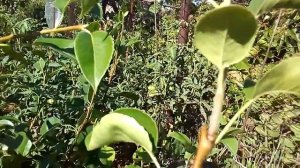 Мои растишки №28 /груша отгибание  веток/ формирование кроны