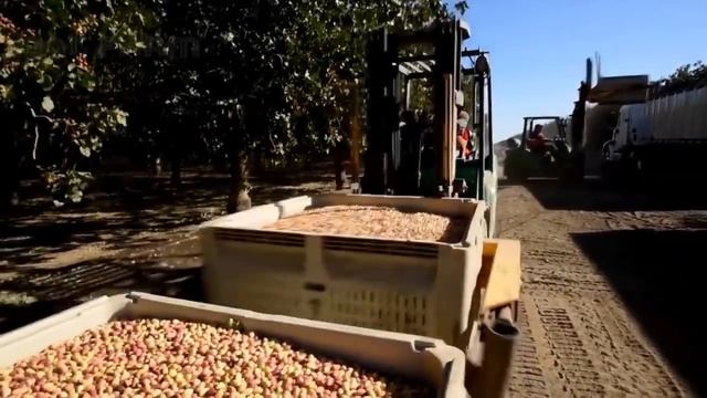 Фисташки | Как их выращивают и обрабатывают Подробный обзор 2021