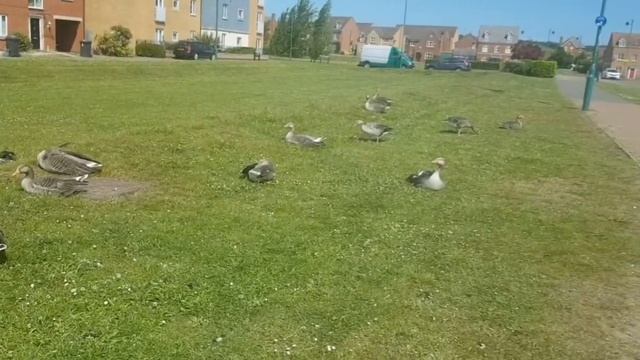 ГУСИ-ЛЕБЕДИ.Птичий рай смотреть онлайн