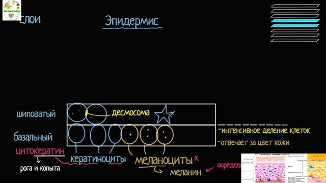 Строение кожи(лекция) .Эпидермис. 5 слоев эпидермиса. Анатомия человека. смотреть онлайн
