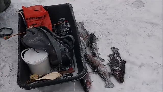 28.12.18 КМ(Савельево), ПОИМКИ ФОРЕЛИ смотреть онлайн