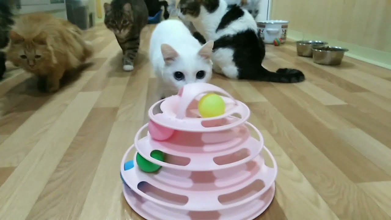 #котики играют (тестируем новую игру)