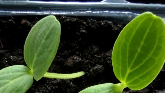 Зеленцы ведрами будете собирать раньше срока! Подкормите огурцы этой натуральной подкормкой! смотреть онлайн