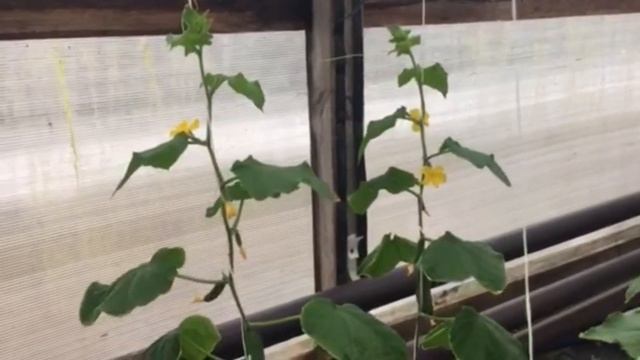 Сняли пленку в 4 и в 3 теплице. Обзор рассады для 1 теплицы. рассада под светодиодными светильникам смотреть онлайн