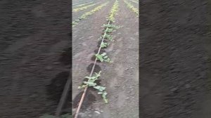 Капельный полив арбуза 21 июня 2023 г.