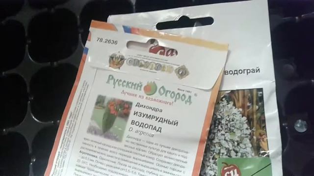 Что посадить в феврале. Дихондра смотреть онлайн