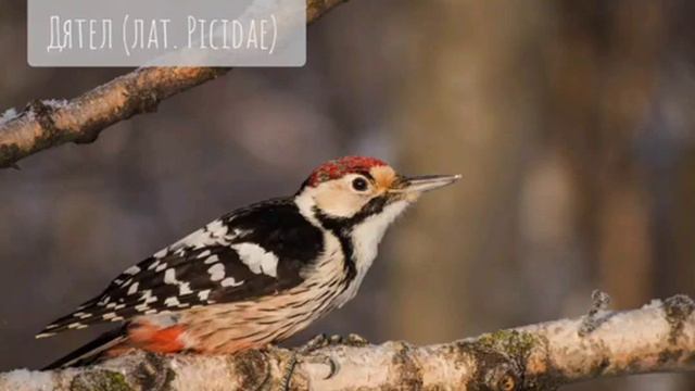 ДЯТЕЛ #птицы #звуки_природы смотреть онлайн