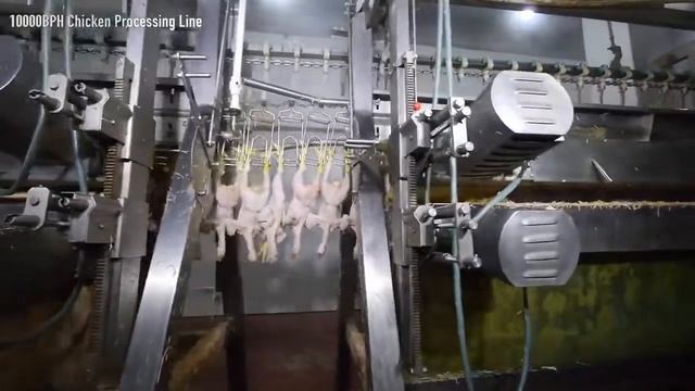 Линия для убоя птицы, оборудование убоя птицы, Цеха убоя птицы(whatsapp：+8618847076560), смотреть онлайн