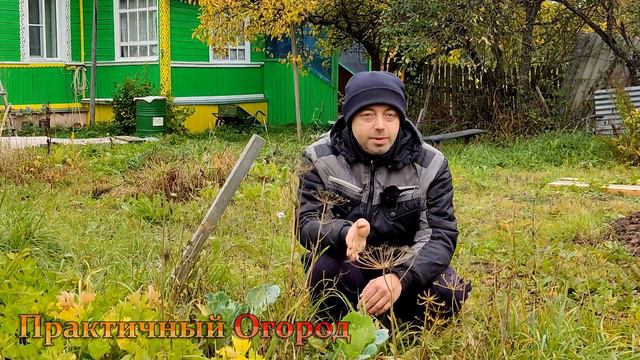 Раньше вырастал огромный, а в этом году посадил по природному и остался без урожая! смотреть онлайн