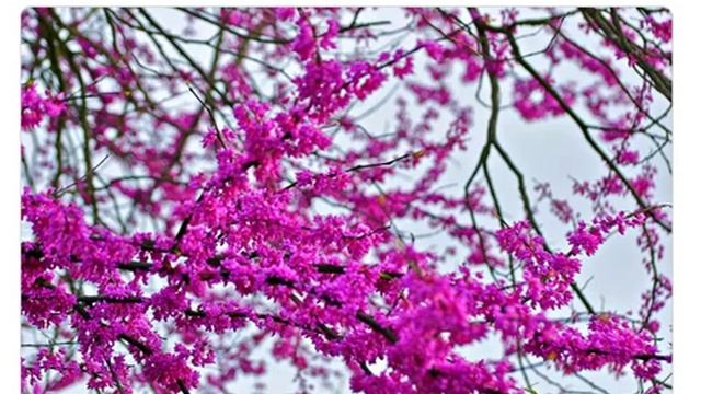 Церсис канадский (cercis Canadensis)
