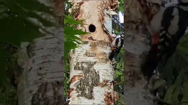 гнездо дятла(в описание зайдите пожалуйста) смотреть онлайн