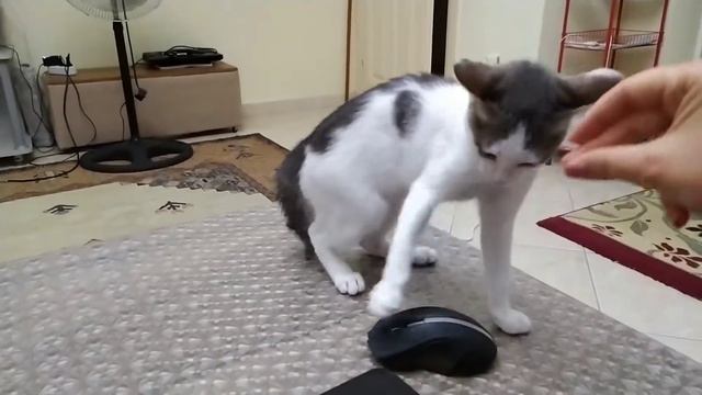 Смешное и странное поведение кошки. Почему кошка распушила хвост и шерсть дыбом смотреть онлайн