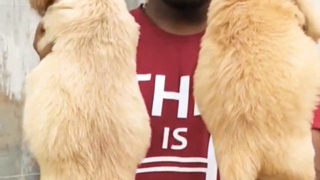 golden retriever female puppies for sale in Bangalore V 95 смотреть онлайн